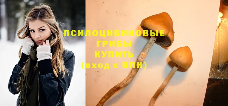 Псилоцибиновые грибы Psilocybine cubensis  Моршанск 